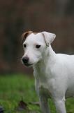 PARSON RUSSEL TERRIER 265